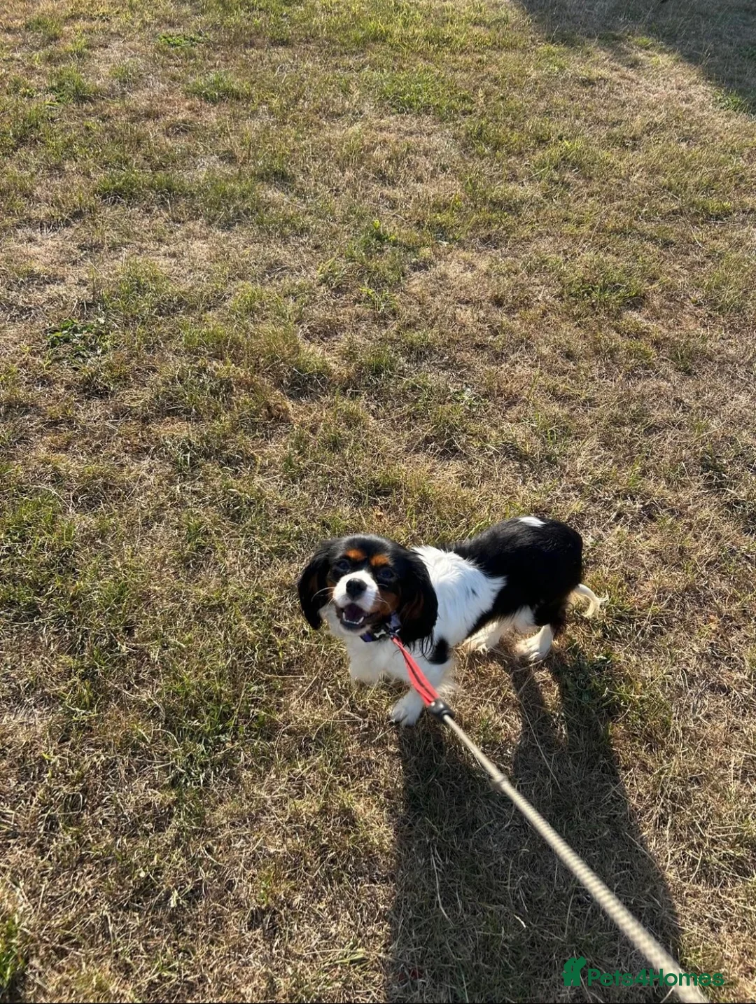 Cavalier King Charles Spaniel dogs for sale: Cavalier King Charles spaniel female. Tri colour  in Southampton - Advert 2