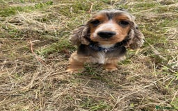 Cocker Spaniel dogs for sale: KC SHOW COCKER SPANIEL CHOCOLATE SABLE - Image 5