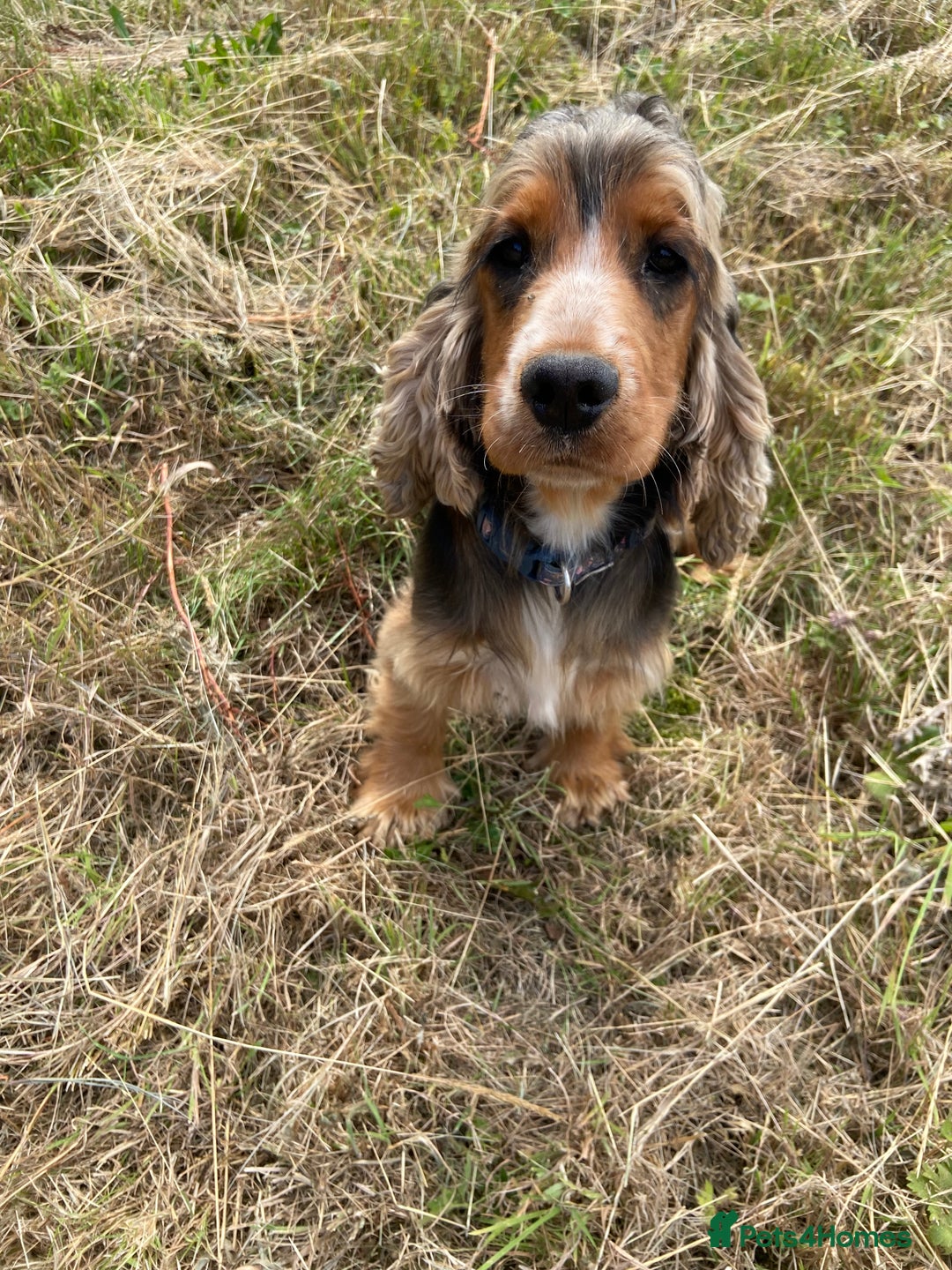 Cocker Spaniel dogs for sale: KC SHOW COCKER SPANIEL CHOCOLATE SABLE - Image 5