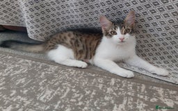 Mixed Breed cats for sale: beautiful 3mth old kittens 2 female ready to go - Image 6
