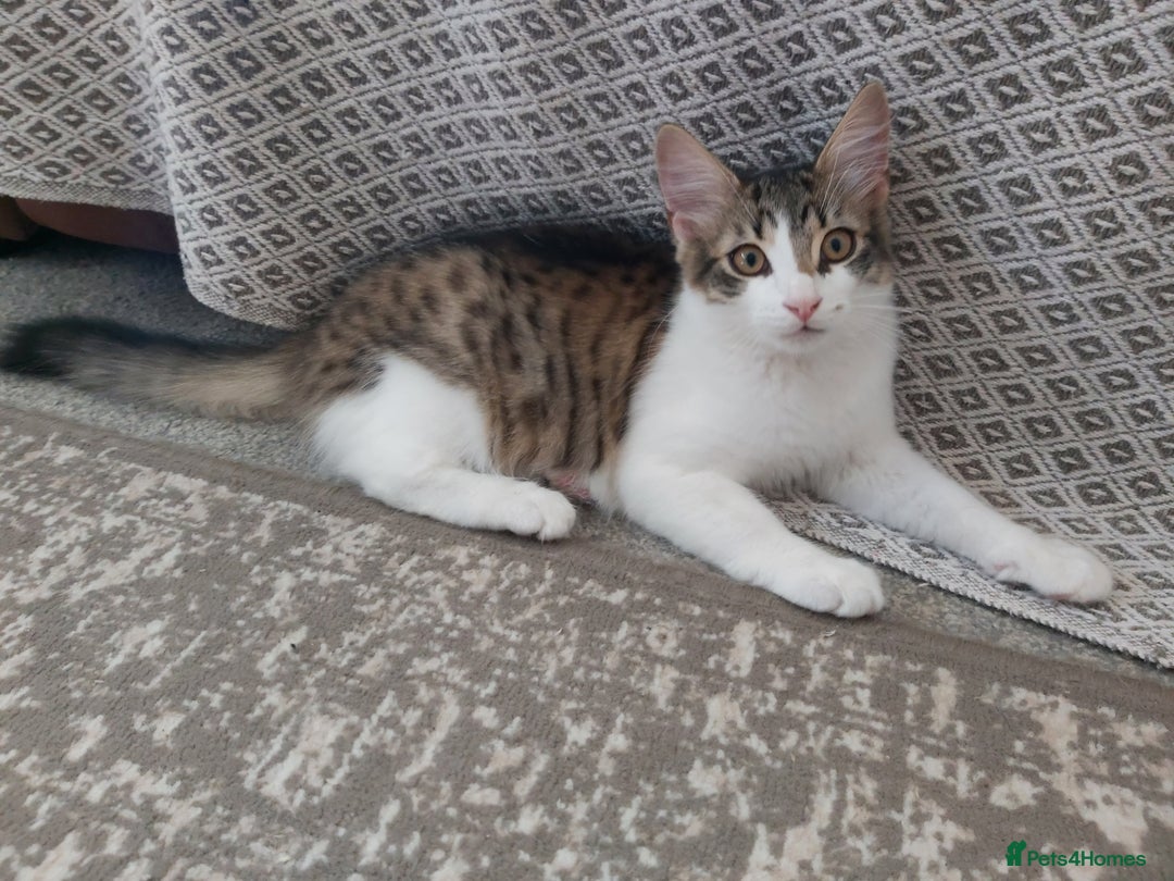 Mixed Breed cats for sale: beautiful 3mth old kittens 2 female ready to go - Image 6