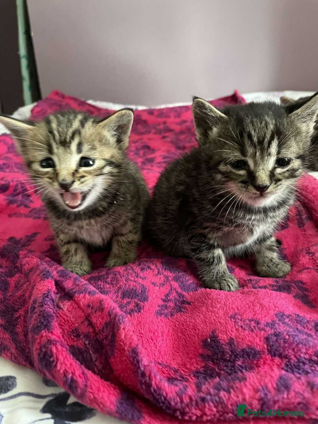 British Shorthair cats for sale: BEAUTIFUL BRITISH SHORT HAIRS - Image 3