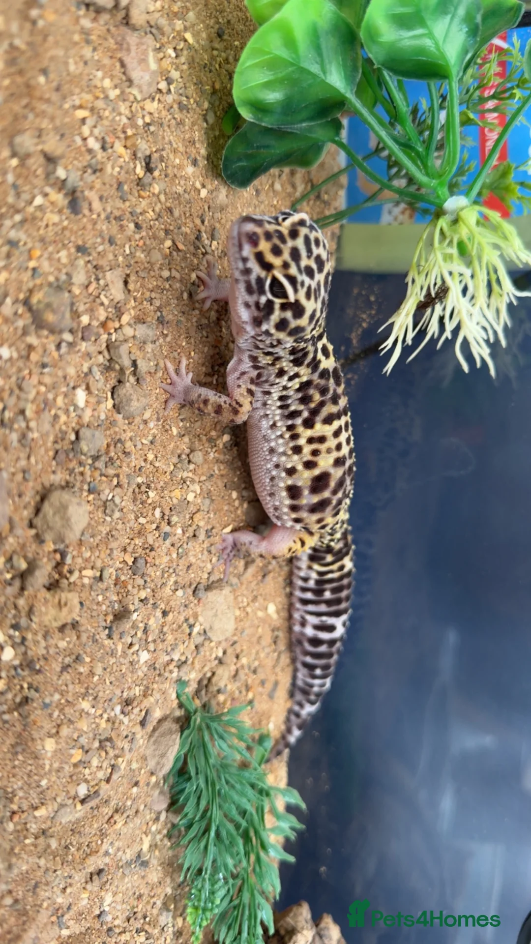 Gecko reptiles for sale: Delta- the leopard gecko  in Norwich - Advert 1