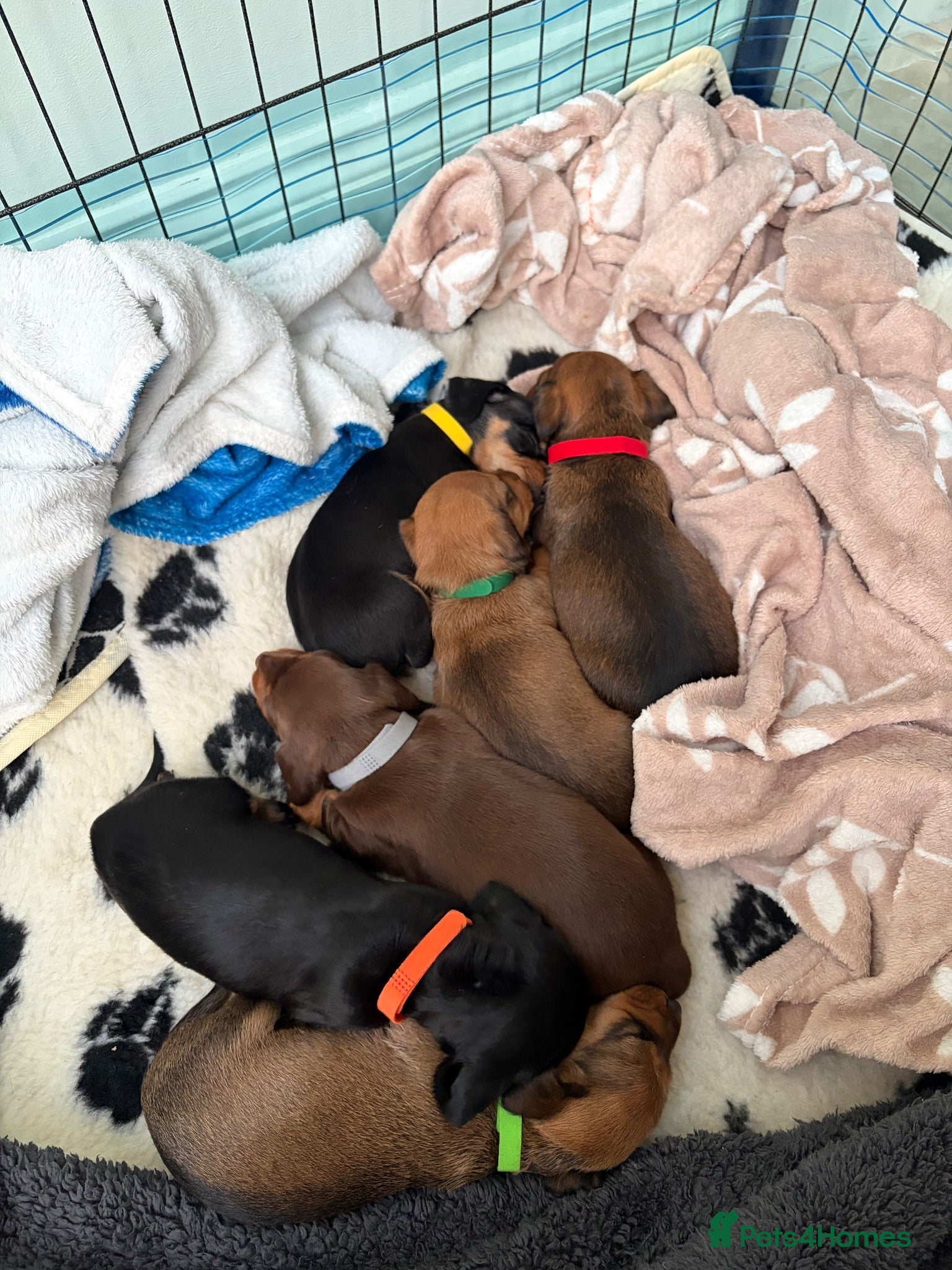 Dachshund dogs Beautiful Dachsunds puppies  - Advert 1
