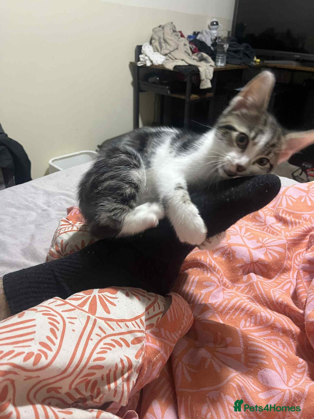 Domestic Shorthair cats for sale: Domestic shorthair tabbys  - Advert 5