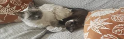 Siamese cats for sale: READY NOW TWO GORGEOUS SIAMESE GIRLS  - Advert 27