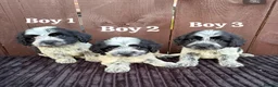 Cockapoo dogs for sale: cockapoos F1 puppy’s 6 available - Advert 11