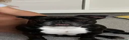 French Bulldog dogs for sale: French Bulldog - Advert 1
