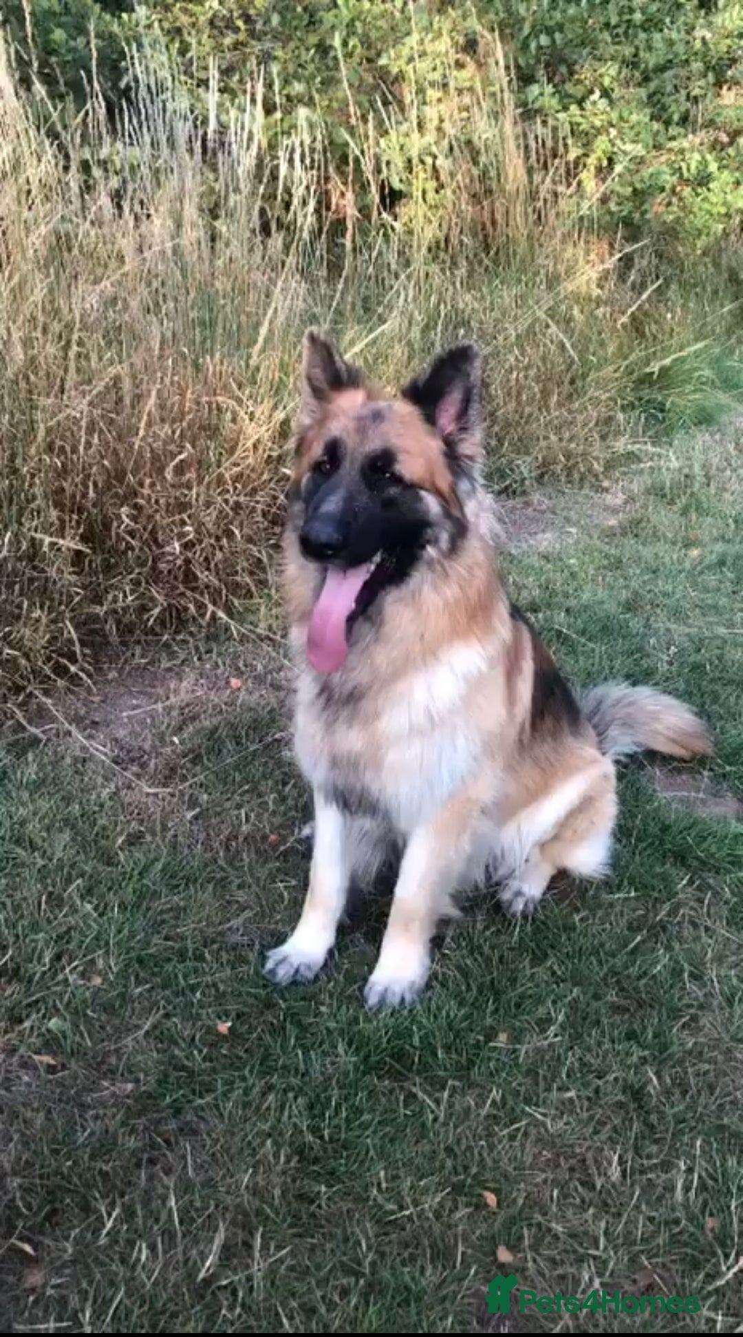 German Shepherd dogs for sale: Big bouncy GSD - Image 6