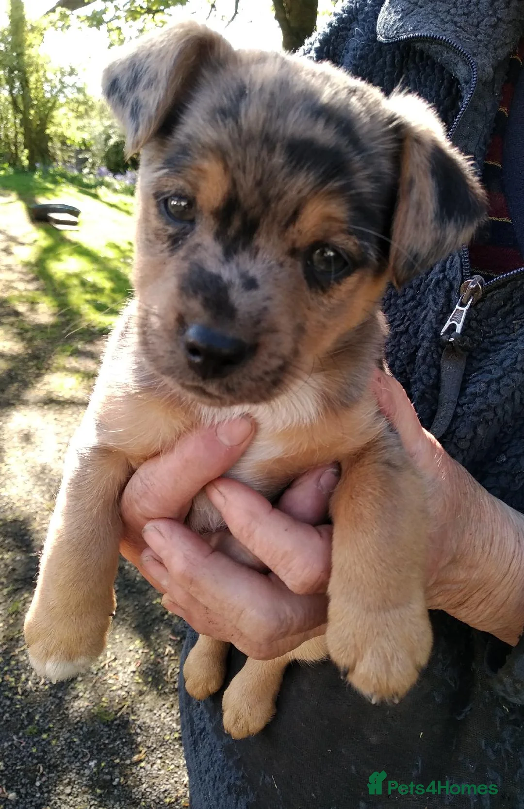 Jack Russell dogs for sale: Rare miniature Jack Russell puppies - Advert 1
