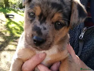 Jack Russell dogs Rare miniature Jack Russell puppies - Advert 16