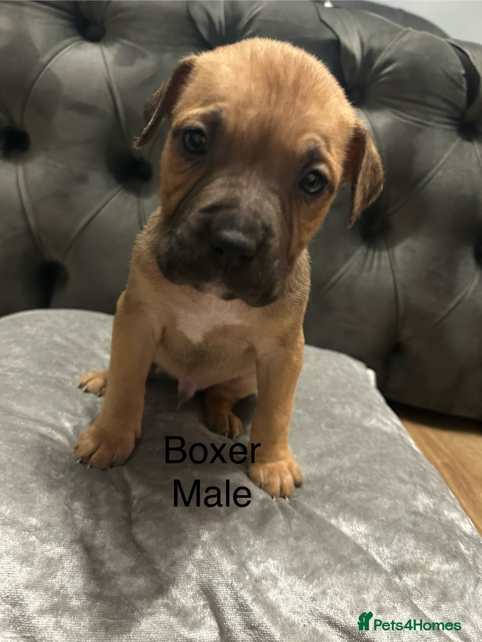 Mixed Breed dogs Beautiful pups ready 24/12 - Advert 1