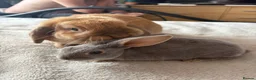 Mini Lop rabbits for sale: Bonnie  - Advert 2