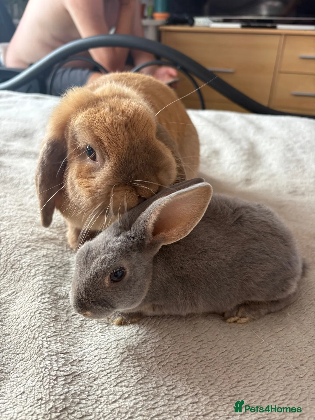 Mini Lop rabbits for sale: Bonnie  - Advert 2