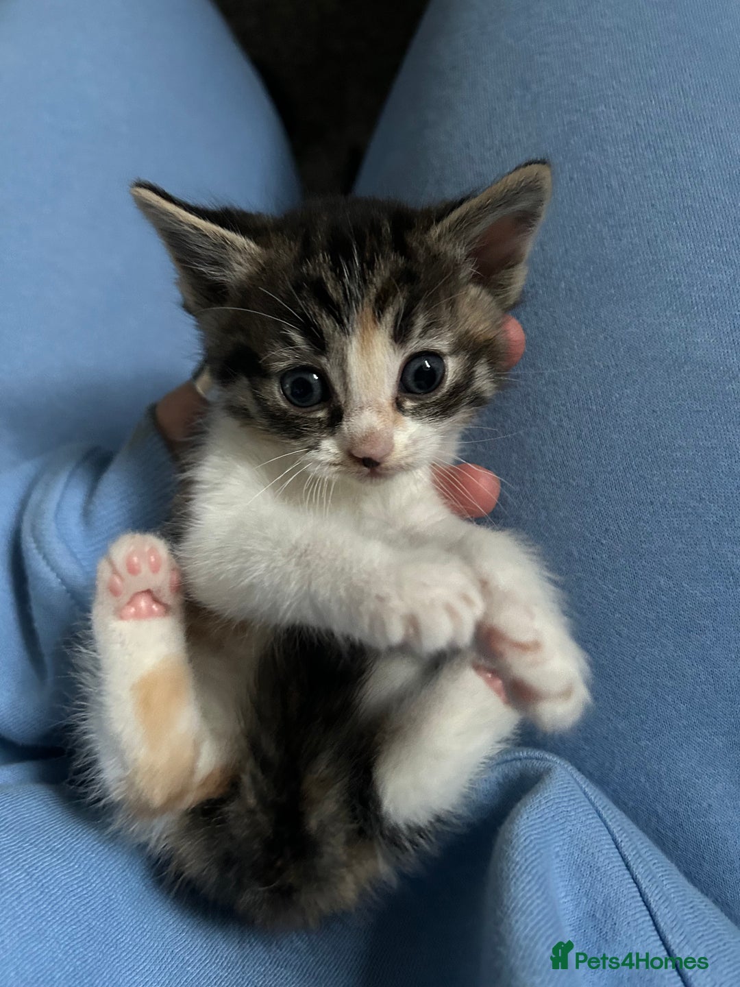 Ragdoll cats for sale: Ragdoll x Tabby Gorgeous Rare Coat Kittens - Advert 17