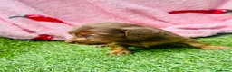 Miniature Dachshund dogs for sale: Long haired miniature dachshund puppies - Advert 14