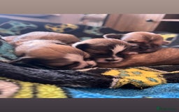 Lhasa Apso dogs for sale: 4 stunning pedigree Lhasa apsos for sale  - Image 9