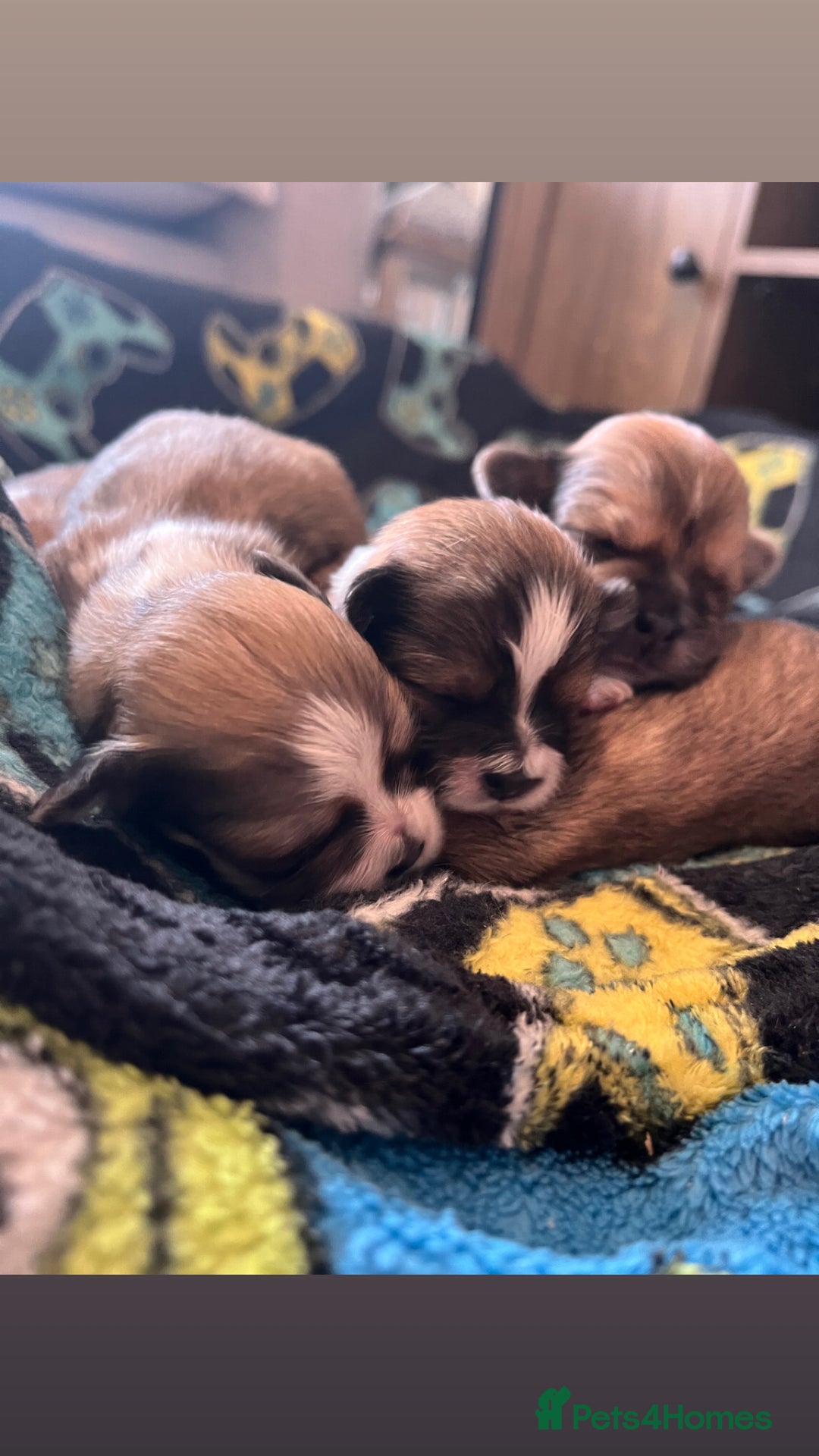 Lhasa Apso dogs for sale: 4 stunning pedigree Lhasa apsos for sale  - Image 9