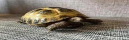 Tortoise reptiles for sale: Horsfield tortoise in Stockton-on-Tees - Advert 4