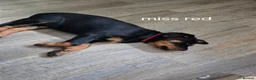 Rottweiler dogs for sale: Rottweiler puppies  in Nottingham - Advert 9