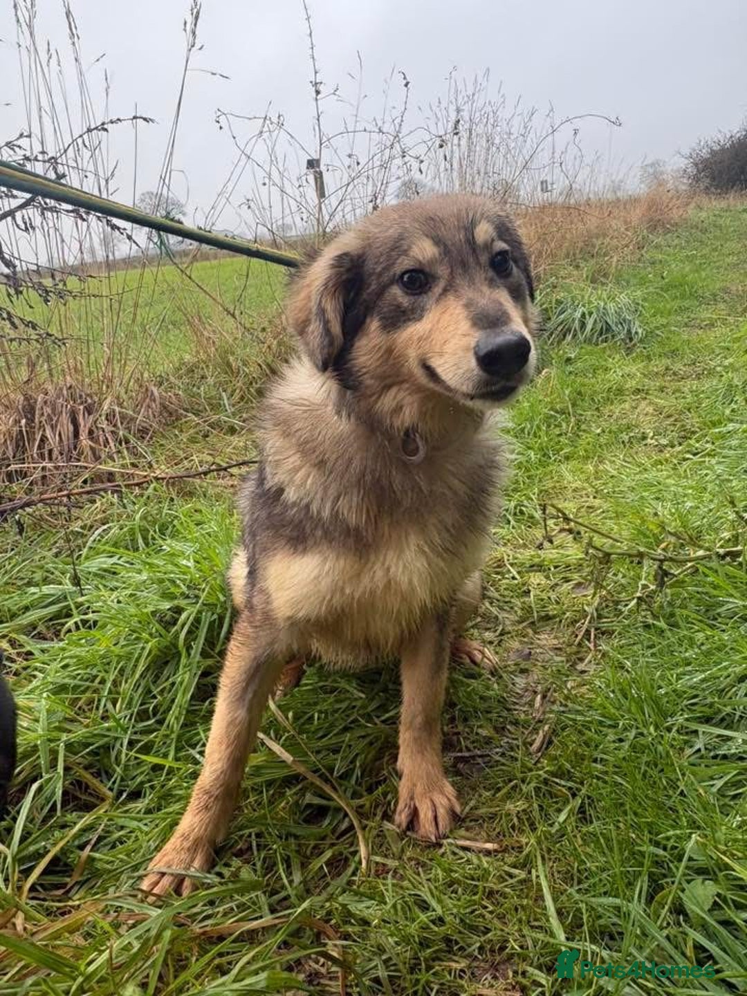 Mixed Breed dogs for adoption: Dave - Norwich Norfolk  - Advert 15