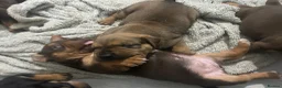 Mixed Breed dogs for sale: Beautiful puppers seeking their forever homes.  - Advert 12