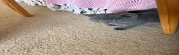 British Shorthair cats for sale: Gorgeous Kittens  - Advert 11