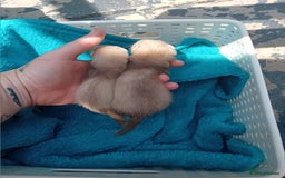 Ferret rodents for sale: 2 jill micros ready to leave  - Image 6