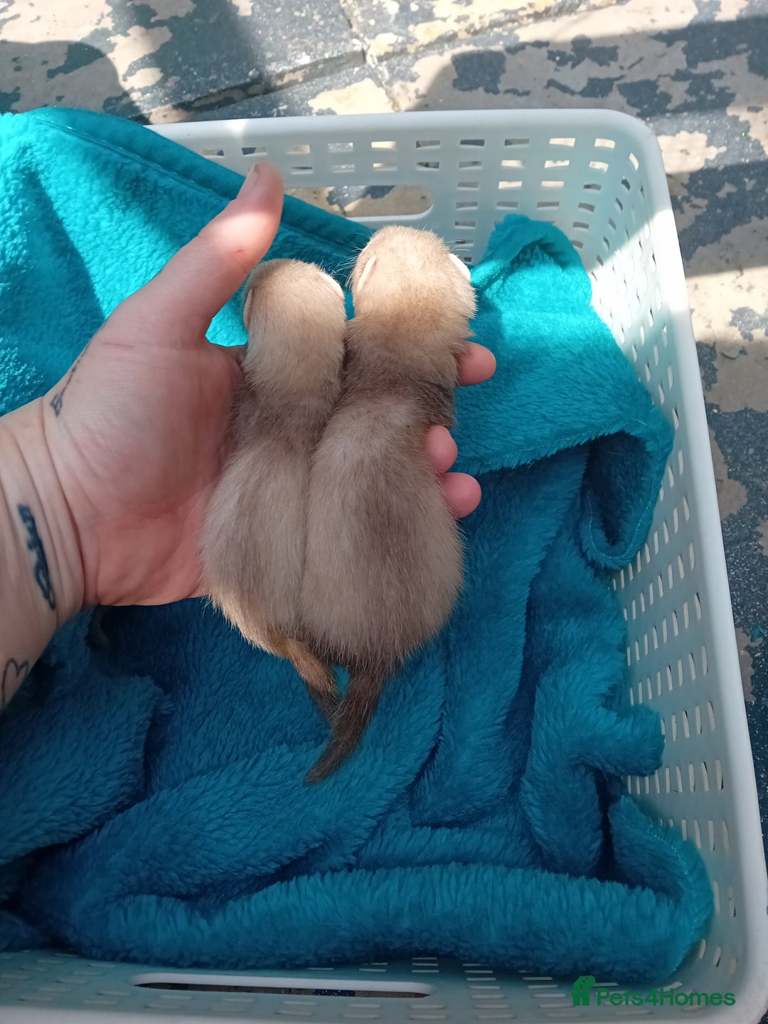 Ferret rodents for sale: 2 jill micros ready to leave  - Image 6