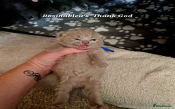 British Shorthair cats for sale:  Gccf British shorthair kittens champion lines 🏆 - Image 1