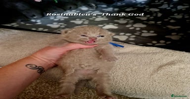 British Shorthair cats - Advert 10