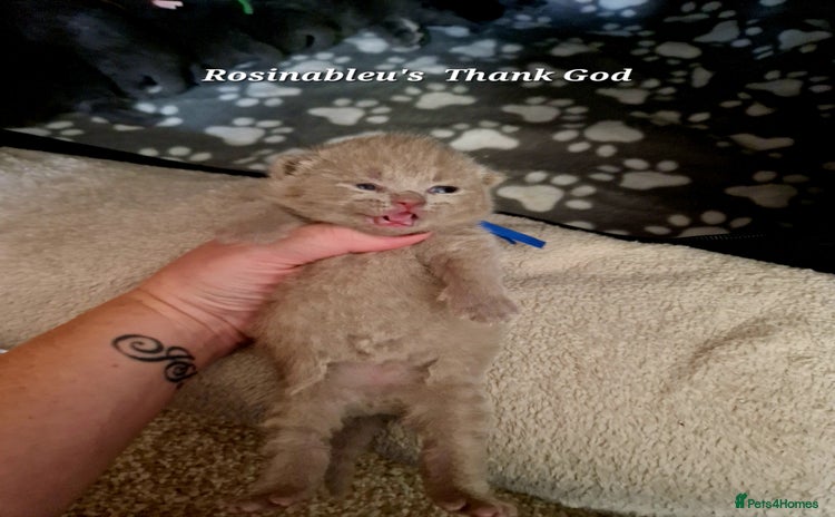 British Shorthair cats - Advert 3