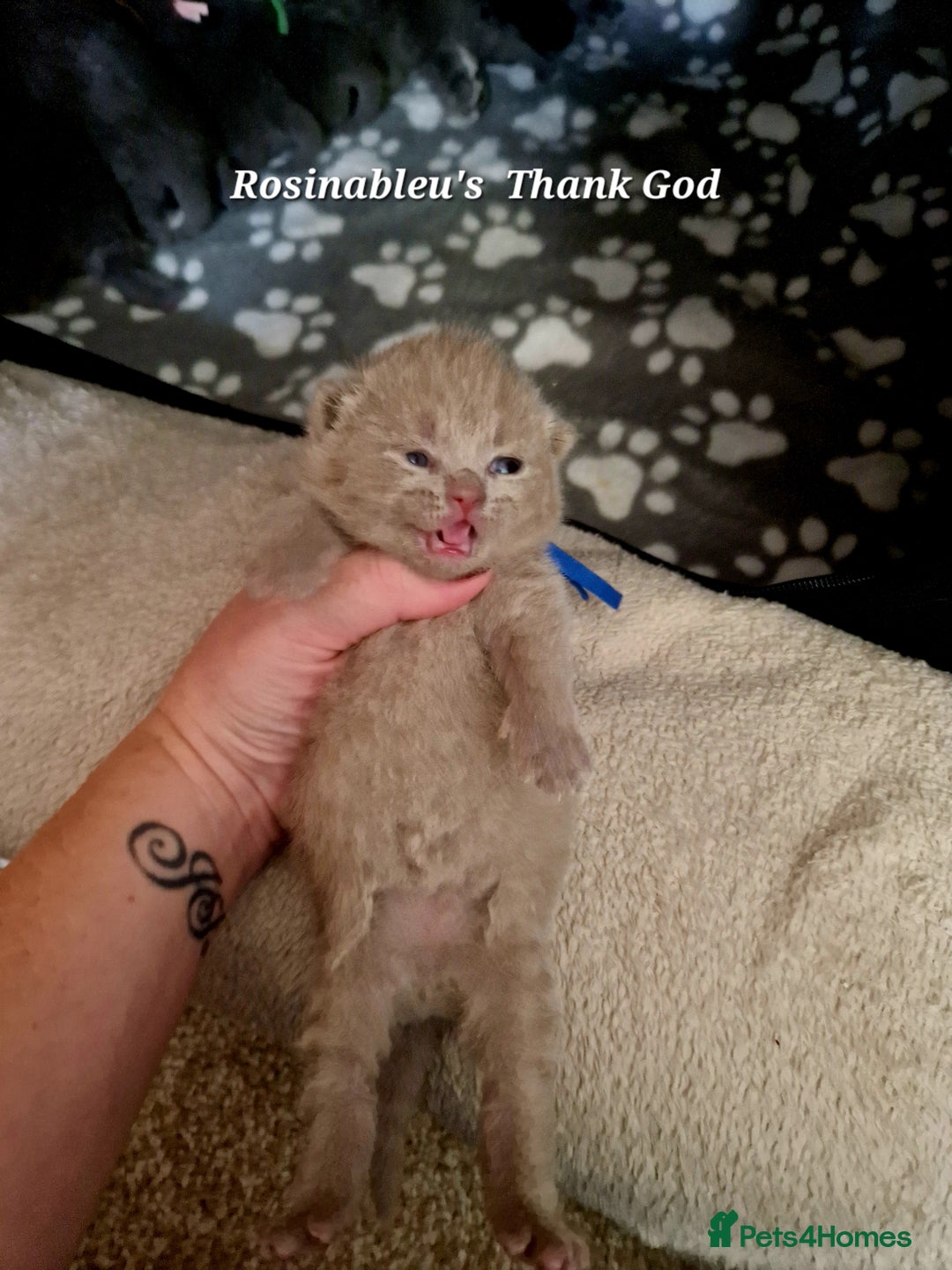 British Shorthair cats for sale:  Gccf British shorthair kittens champion lines 🏆 - Image 1