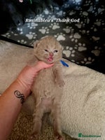 British Shorthair cats - Advert 6