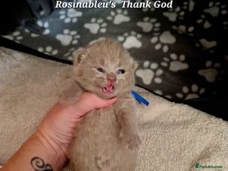 British Shorthair cats - Advert 4