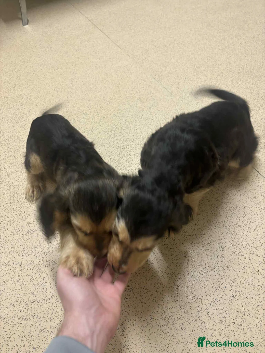 Cocker Spaniel dogs for sale: 2 boys left!!!! - Advert 2