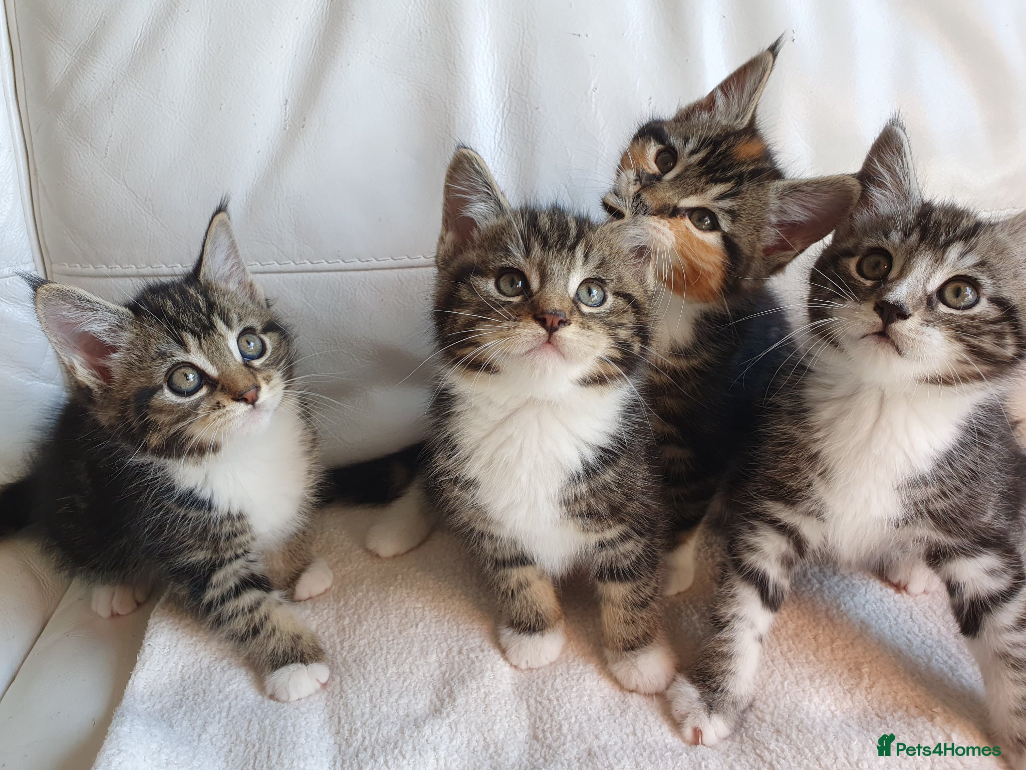 Mixed Breed cats Maine coon cross kittens - Advert 1