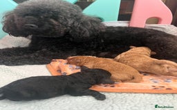 Toy Poodle dogs for sale: Toy Poodle  - Image 17