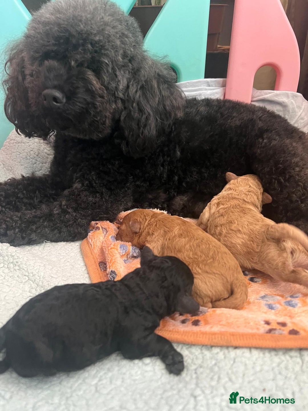 Toy Poodle dogs for sale: Toy Poodle  - Image 17