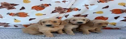Golden Retriever dogs for sale: Beautiful golden retriever puppies - Advert 24