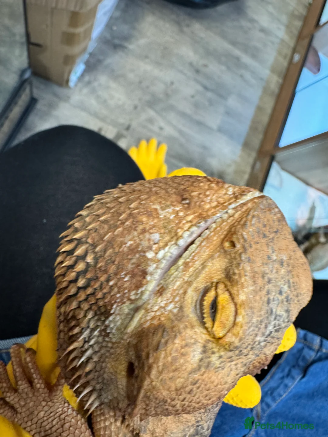 Bearded Dragon reptiles for sale: https://gofund.me/a7b816115 - Advert 14