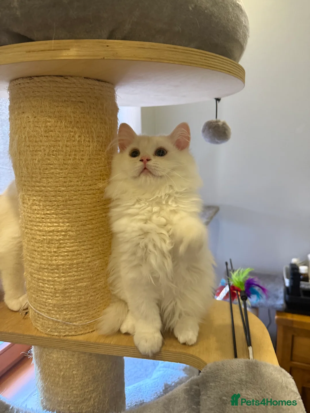 British Shorthair cats for sale: 4 Beautiful British shorthair kittens. in Grimsby - Advert 3