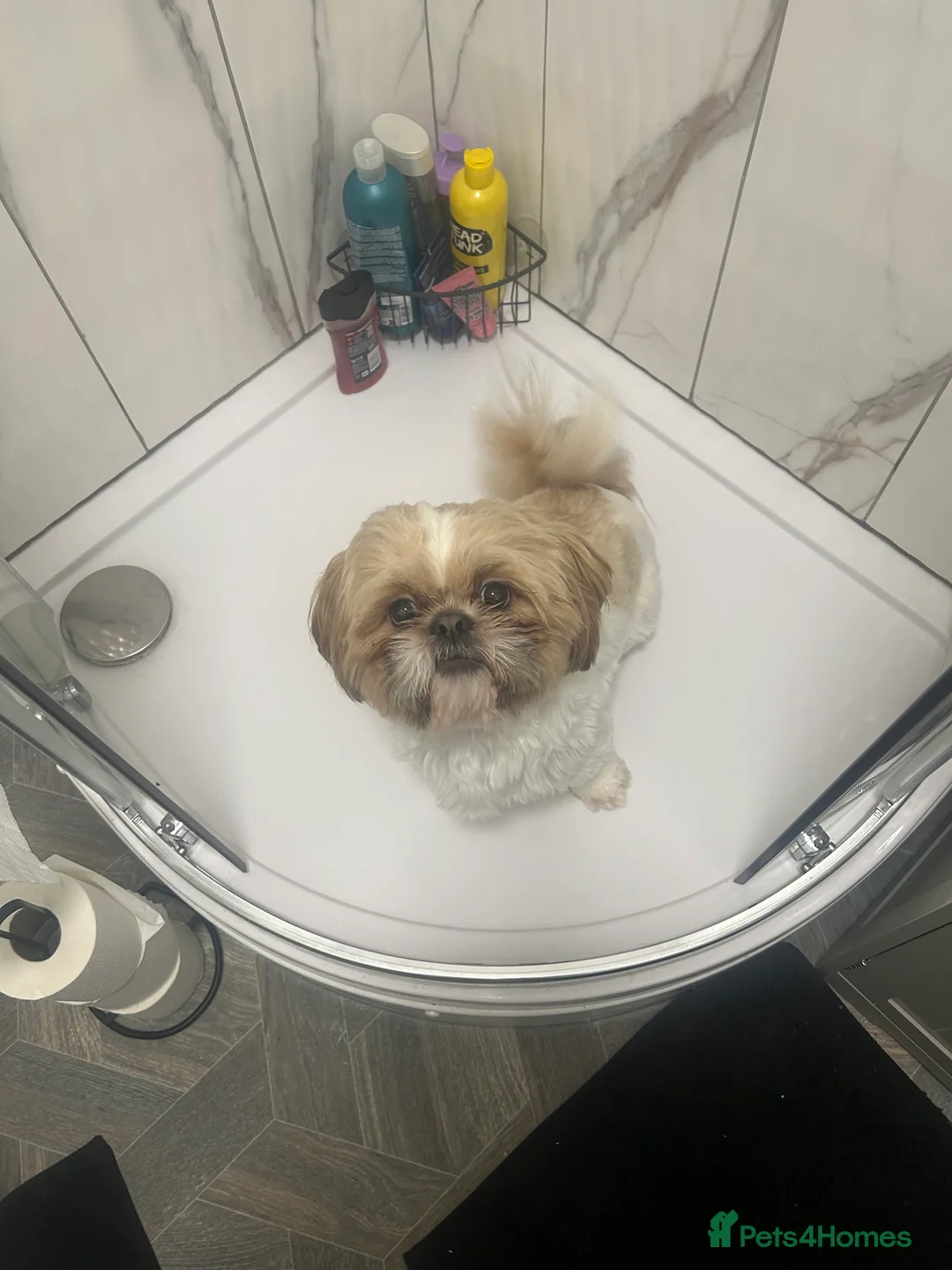 Shih Tzu dogs for stud: Our beautiful boy Arlo available for stud in Tipton - Advert 2