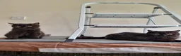 British Shorthair cats for sale: Kind Friendly Healthy Vaccinated Microchipped - Advert 2