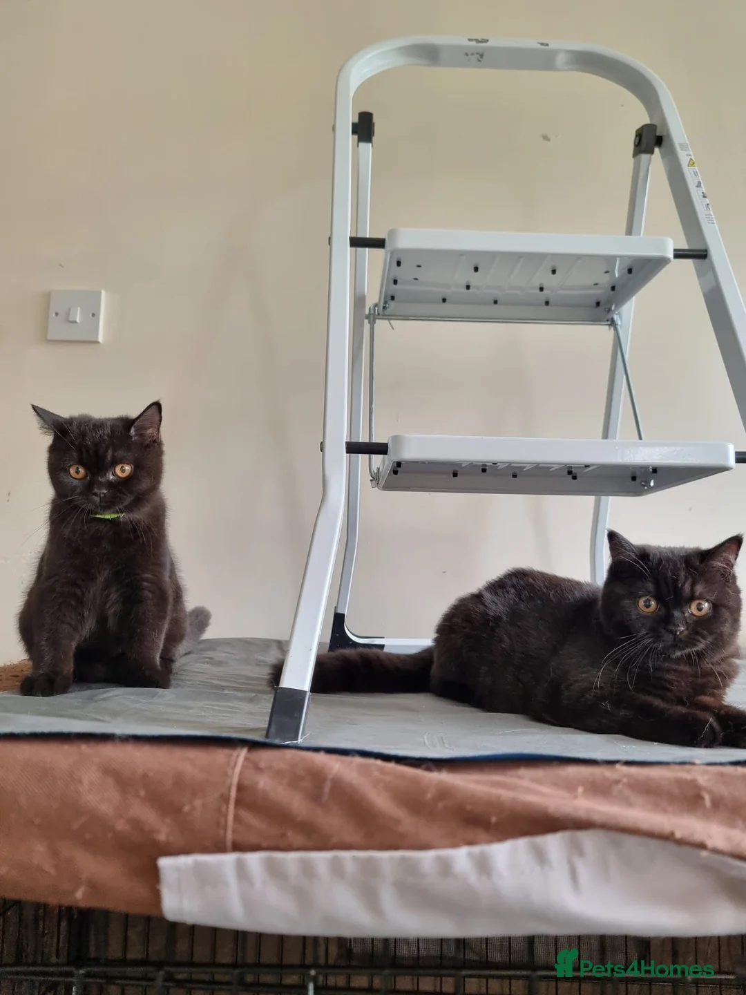 British Shorthair cats for sale: Kind Friendly Healthy Vaccinated Microchipped - Advert 2