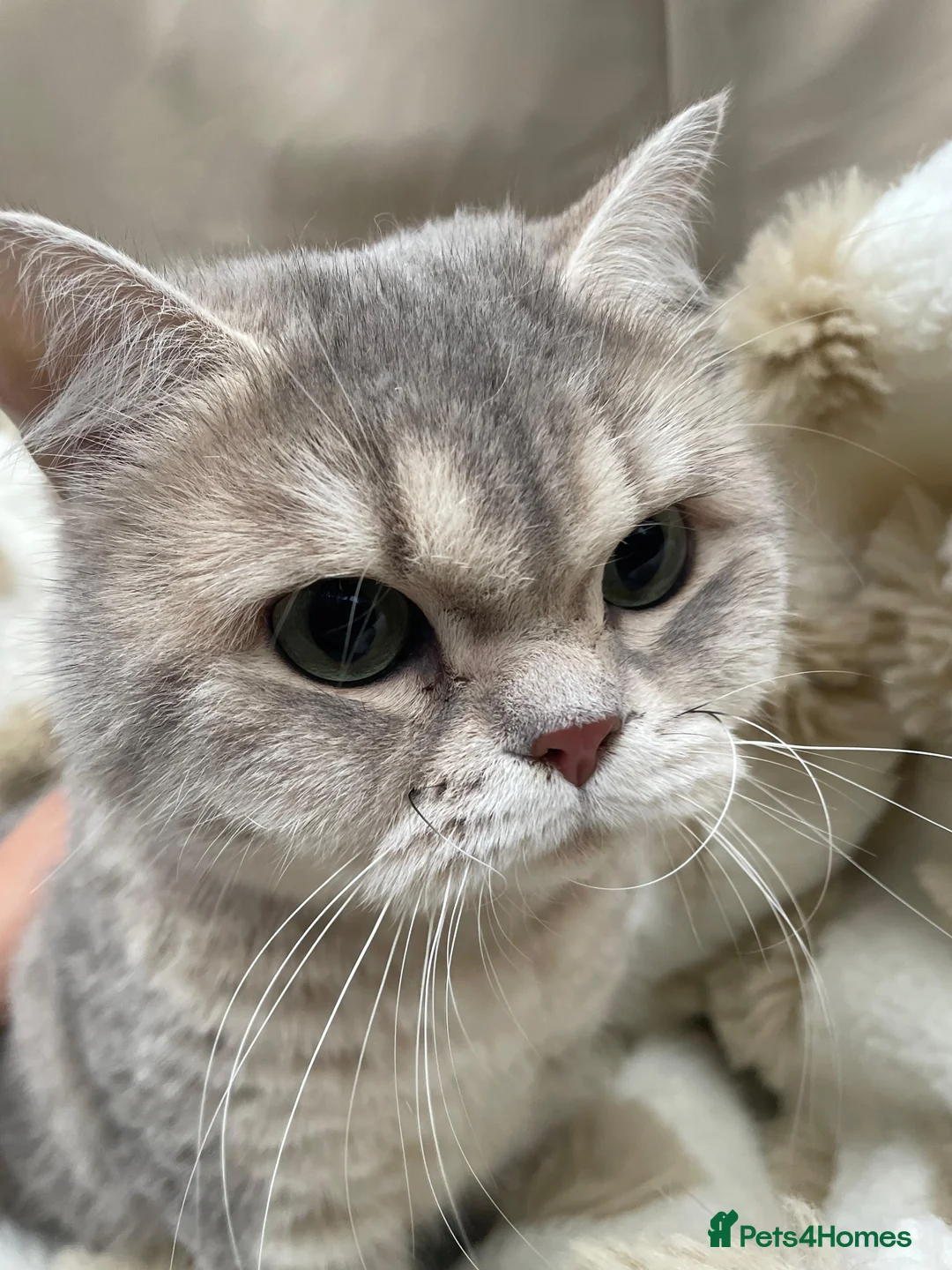 British Shorthair cats for sale: Retired breeding cats for rehoming all neutered - Advert 3