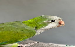 Parrots birds for sale: DNA male Quaker  - Image 3