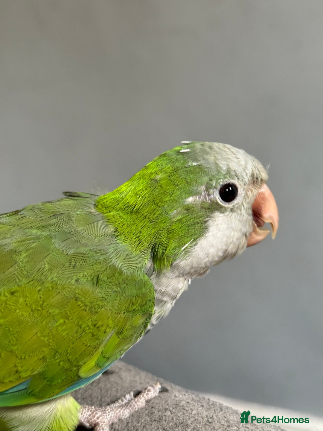 Parrots birds for sale: DNA male Quaker  - Image 3