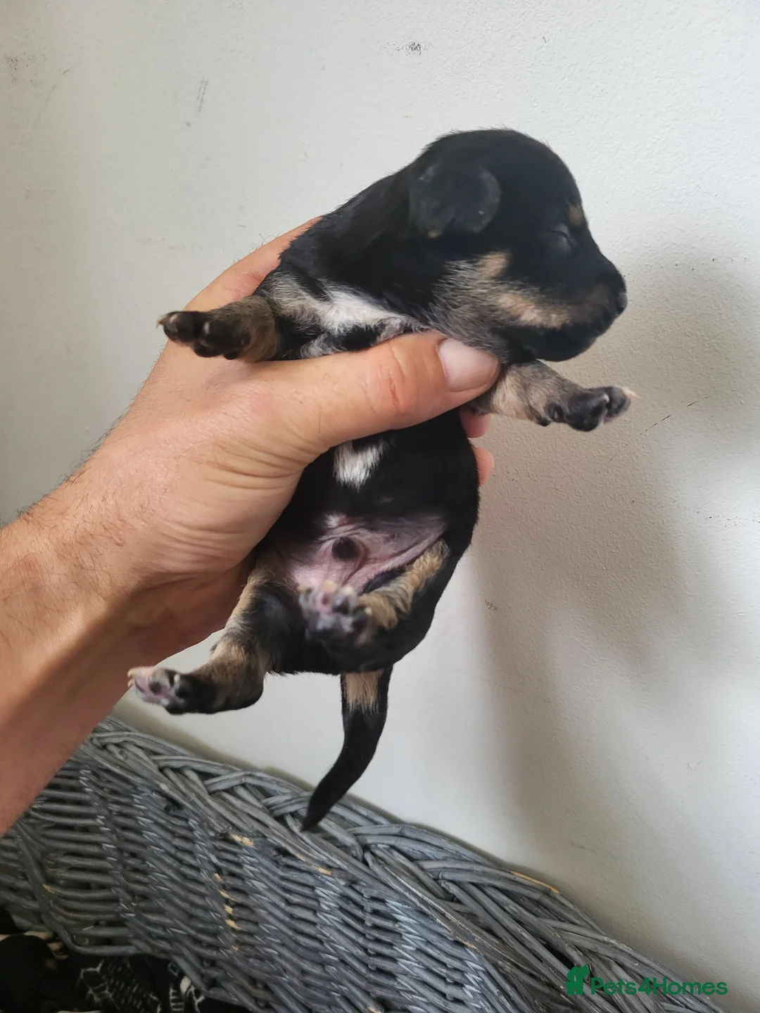 Jack Russell dogs for sale: Jack russle pups  - Advert 2