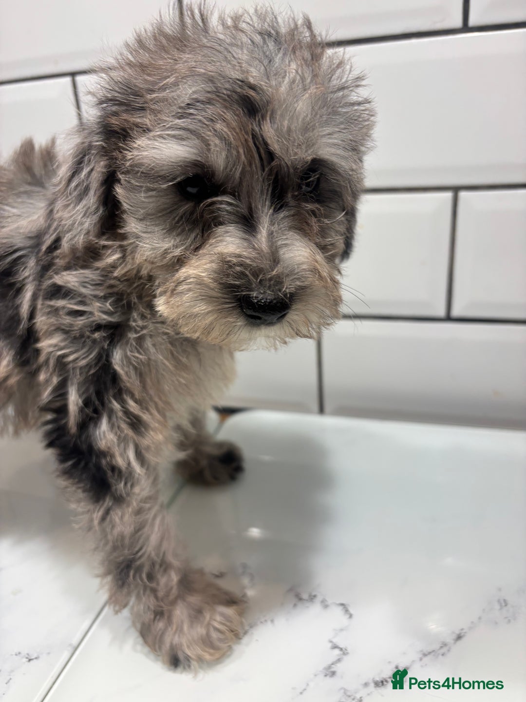 Schnoodle dogs for sale: Truly gorgeous F1 Schnoodle Puppies  - Advert 5